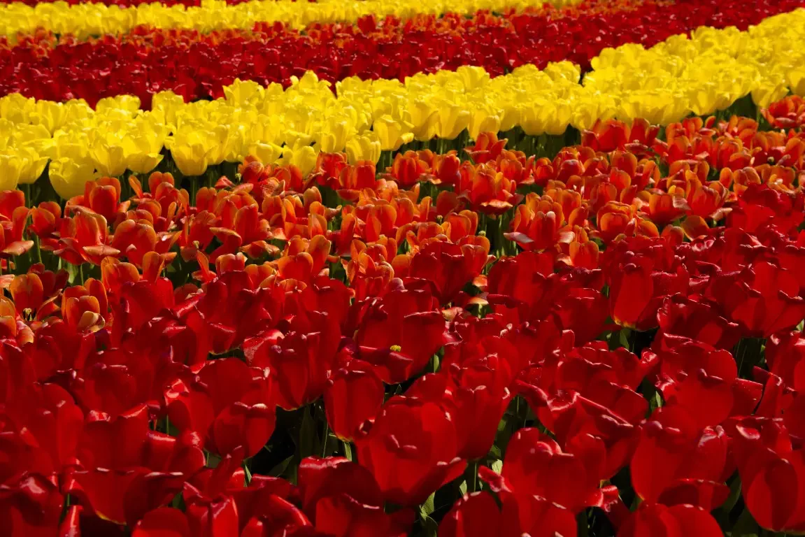 Park of tulips Keukenhof. Lisse, Nederland