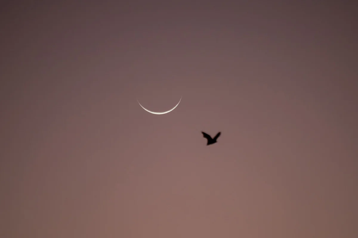 Lombok flying fox (лат.Sus verrucosus). Komodo National Park, Indonesia
