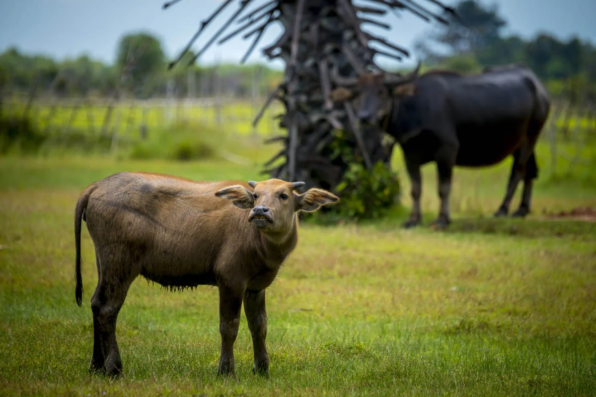 Asian water buffalo in northern Cambodia